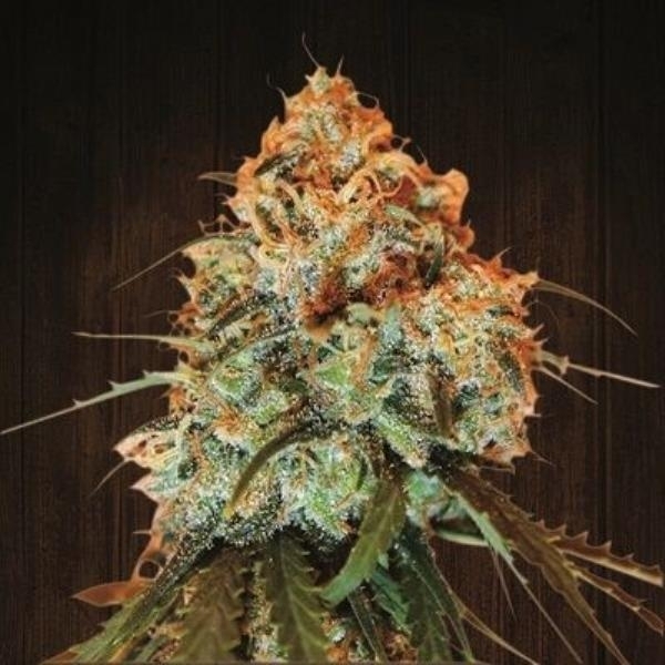 Golden Tiger Thai Dominant 3Rd Version Feminisiert (Ace Seeds)