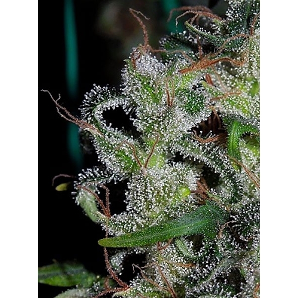 Zamaldelica (ACE Seeds) feminisiert