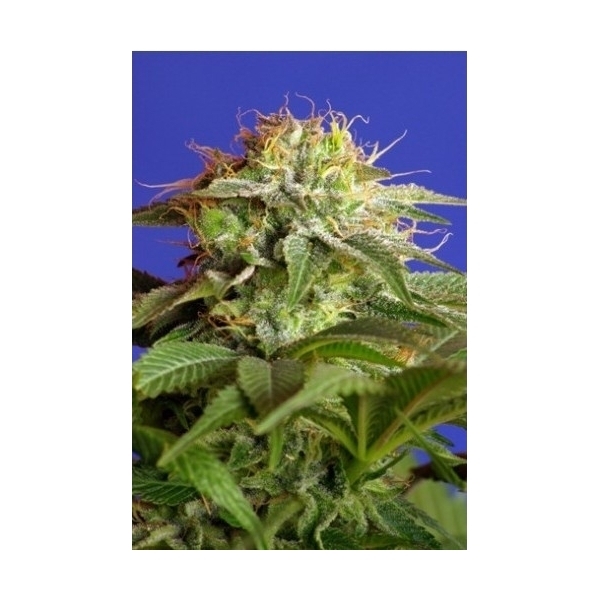 Green Poison (Sweet Seeds) feminisiert
