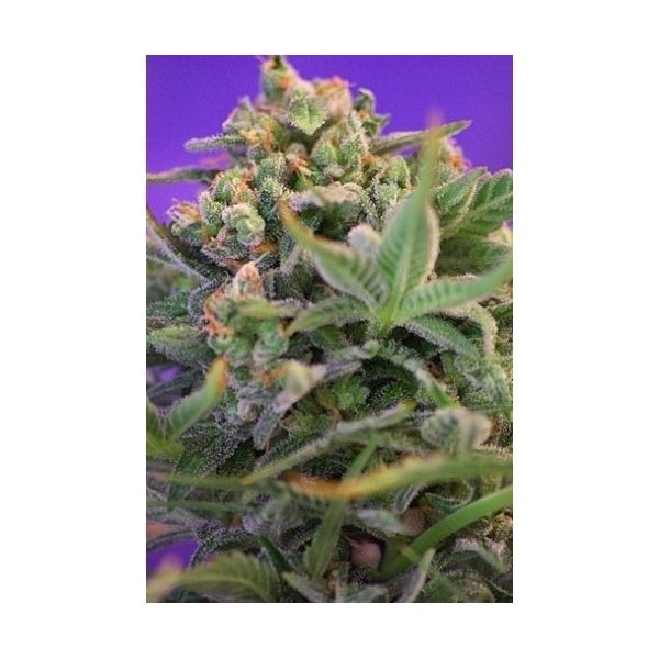 Sweet Cheese (Sweet Seeds) feminisiert