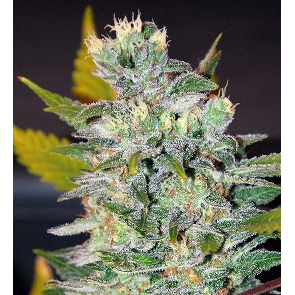 Space (World of Seeds) feminisiert