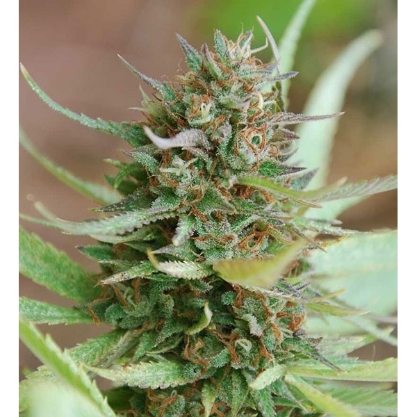 Strawberry Blue (World of Seeds) feminisiert