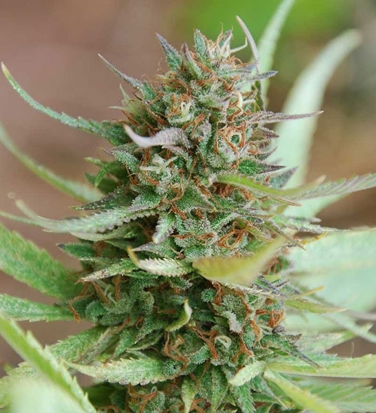 Strawberry Blue (World of Seeds) feminisiert
