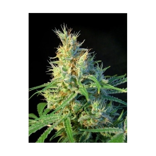 Psicodelicia (Sweet Seeds) feminisiert