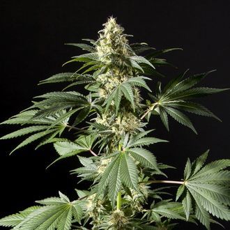 Black Bomb (Philosopher Seeds) feminisiert Black Bomb (Philosopher Seeds) feminisiert