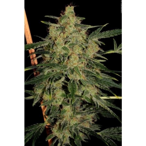 Nebula II CBD (Paradise Seeds) feminsiert