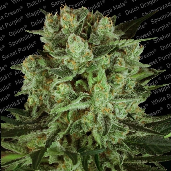 Durga Mata II CBD (Paradise Seeds) feminisiert