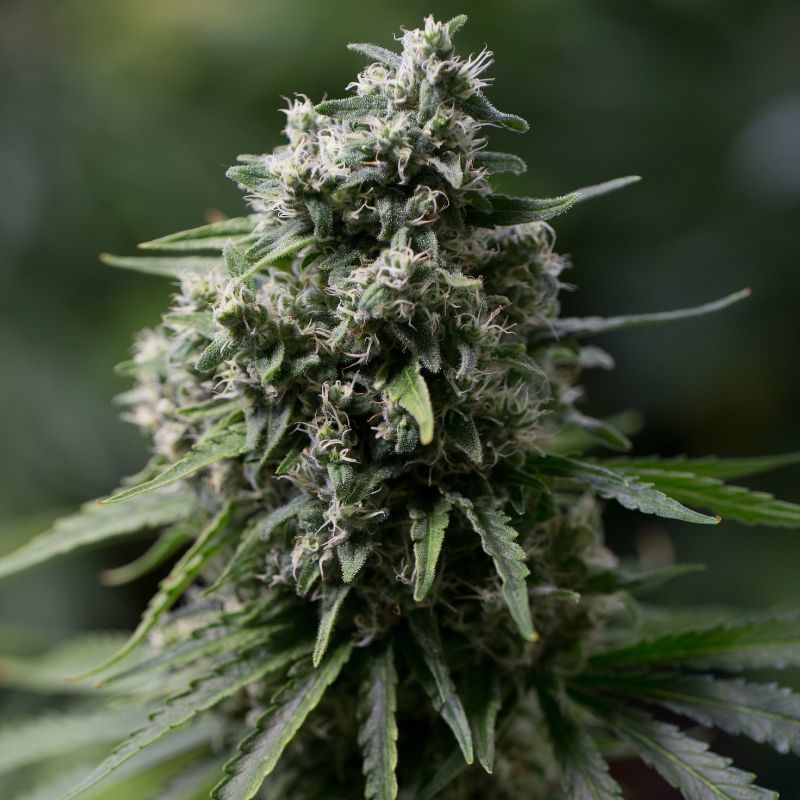 Critical+ Plus 2.0 Feminisiert (Dinafem Seeds)