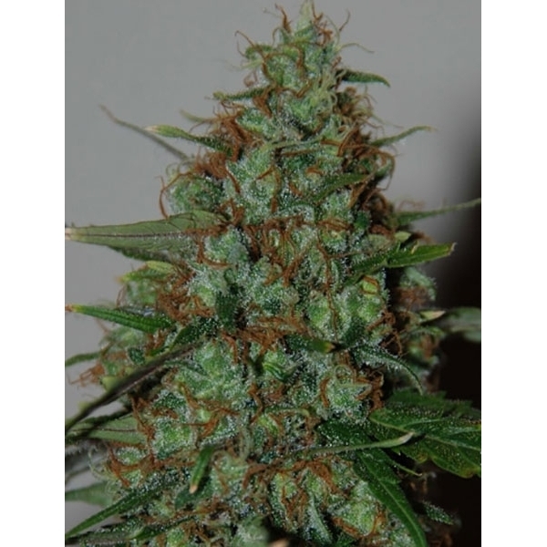 Wild Thailand Ryder Automatic (World of Seeds) feminisiert