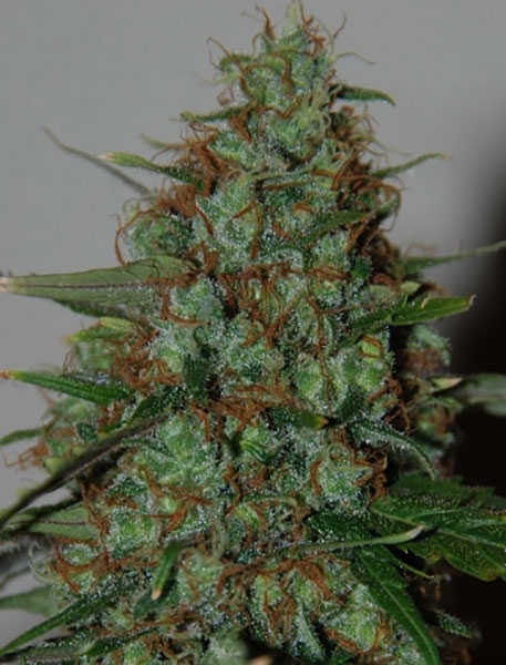 Wild Thailand Ryder Automatic (World of Seeds) feminisiert