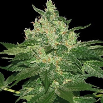 Afghan Kush (World of Seeds) feminisiert Afghan Kush (World of Seeds) feminisiert