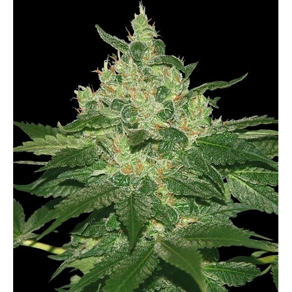 Afghan Kush (World of Seeds) feminisiert
