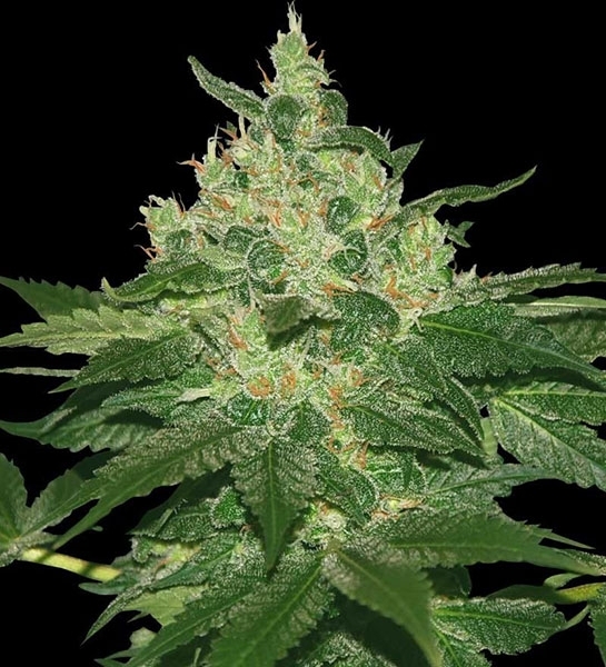 Afghan Kush (World of Seeds) feminisiert