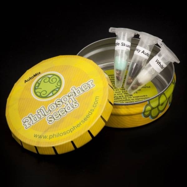 Auto Wedding Cake Feminisiert (Linda Seeds)