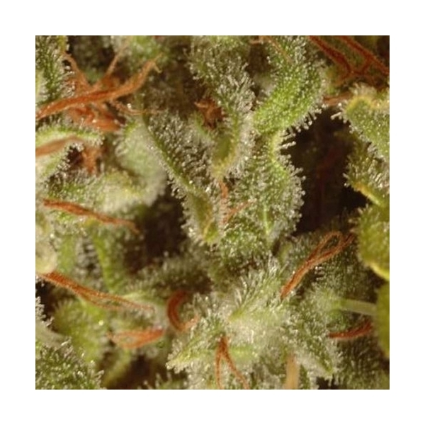 Collection Pack Sativa Champions (Paradise Seeds) feminisiert