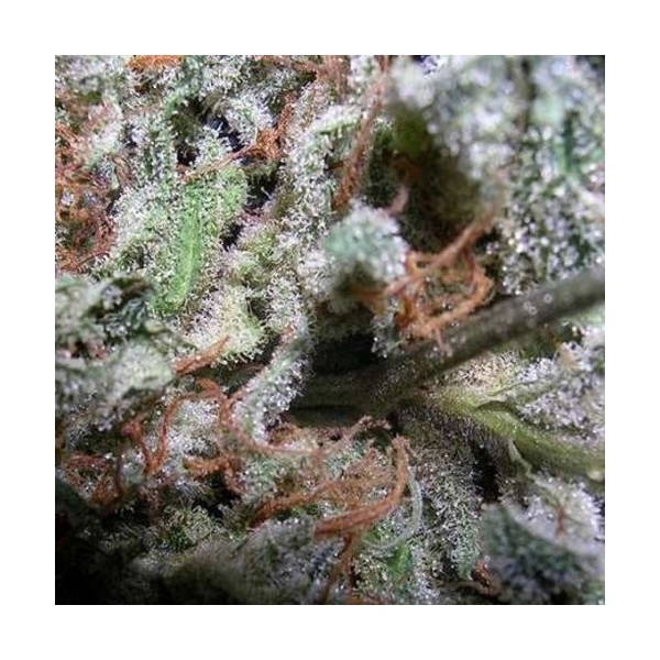 Collection Pack Indica Champions (Paradise Seeds) feminisiert