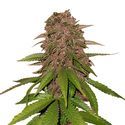 C4 Auto (FastBuds) feminisiert