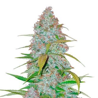 Californian Snow Auto (FastBuds) feminisiert