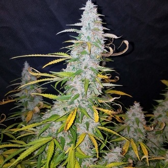 Californian Snow Auto (FastBuds) feminisiert