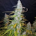 Californian Snow Auto (FastBuds) feminisiert