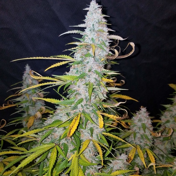 Californian Snow Auto (FastBuds) feminisiert