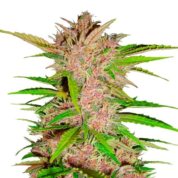 FastBerry Auto (FastBuds) feminisiert