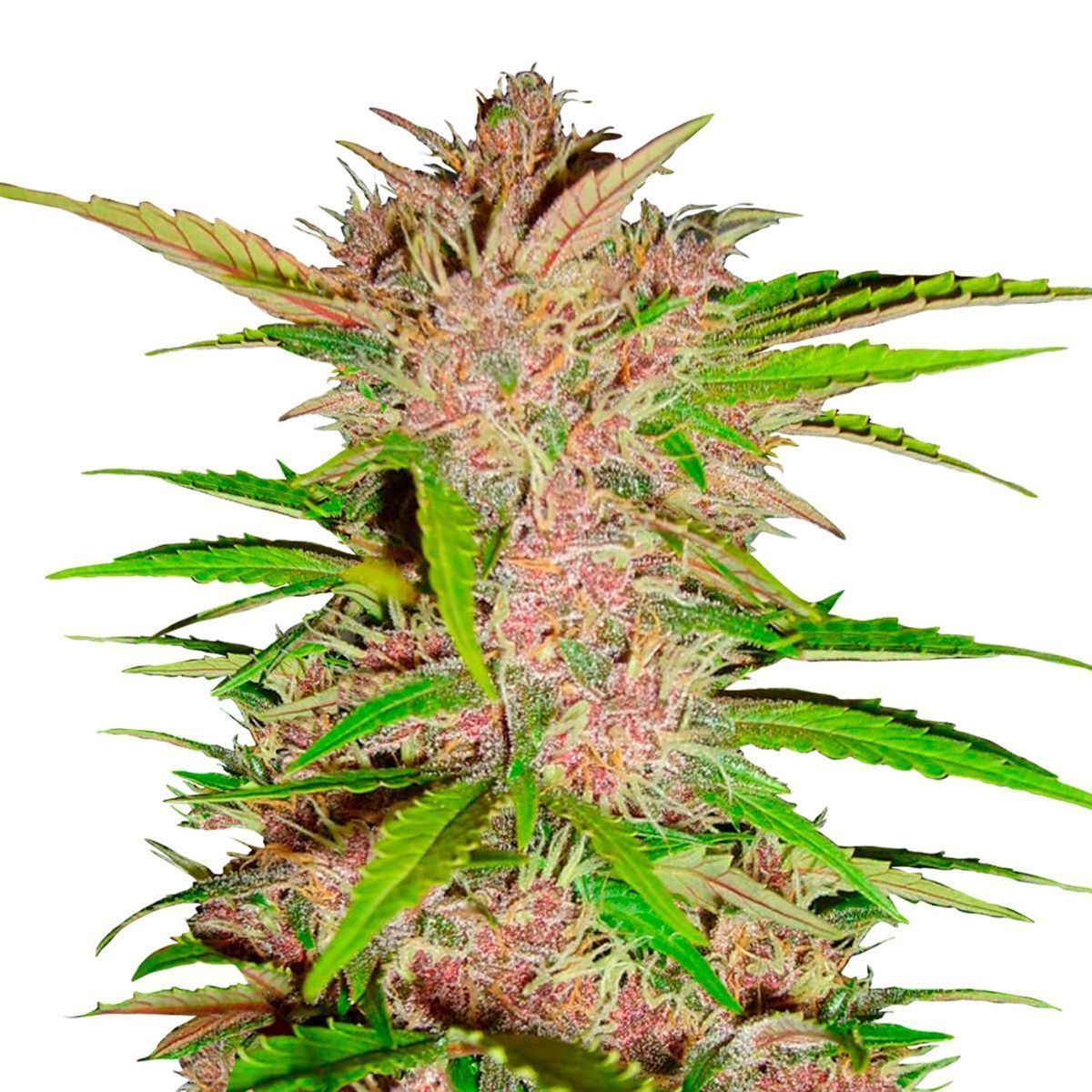 Auto Blueberry Feminisiert (Fast Buds)