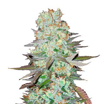 G14 Auto (FastBuds) feminisiert