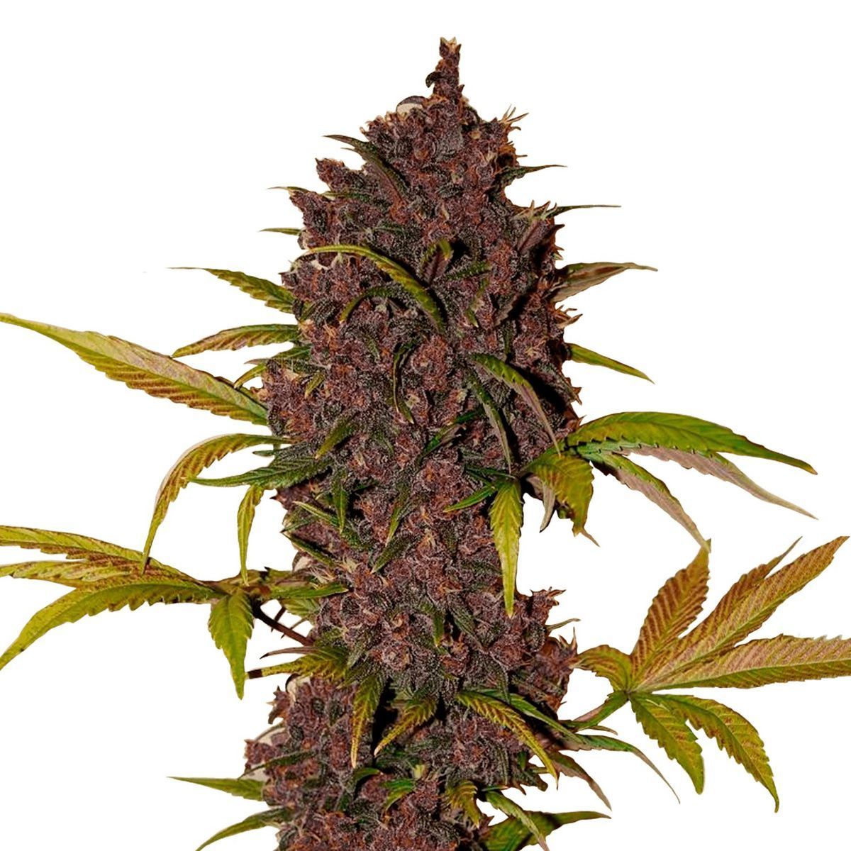 LSD-25 Auto (Fast Buds)