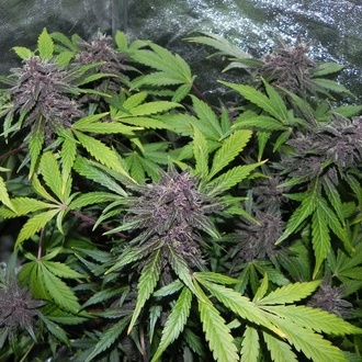 LSD-25 Auto (FastBuds) feminisiert