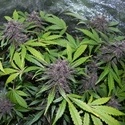 LSD-25 Auto (FastBuds) feminisiert