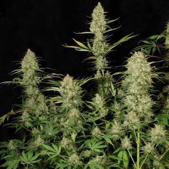 Delahaze (Paradise Seeds) feminisiert