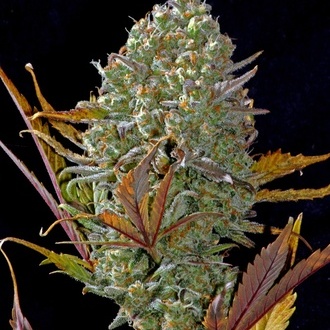 Pineapple Express Auto (FastBuds) feminisiert