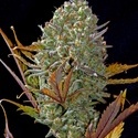 Pineapple Express Auto (FastBuds) feminisiert
