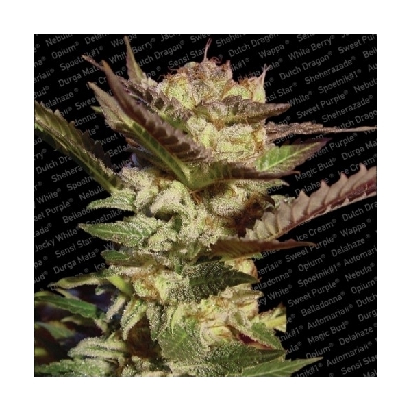 Durga Mata (Paradise Seeds) feminisiert