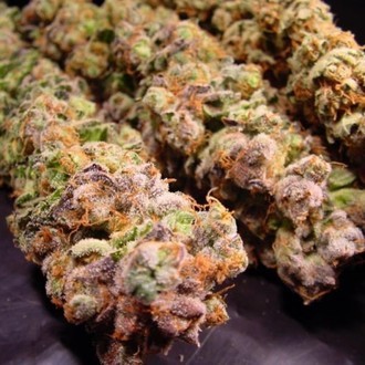 Durga Mata (Paradise Seeds) feminisiert