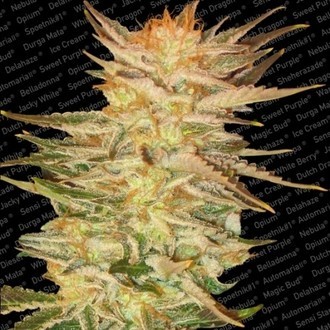 Ice Cream (Paradise Seeds) feminisiert Ice Cream (Paradise Seeds) feminisiert