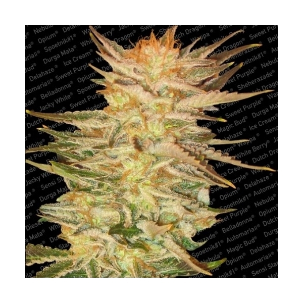 Ice Cream (Paradise Seeds) feminisiert