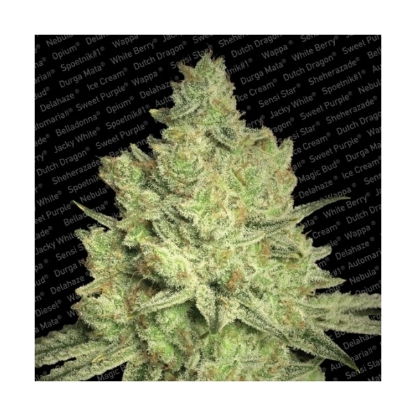 Jacky White (Paradise Seeds) feminisiert
