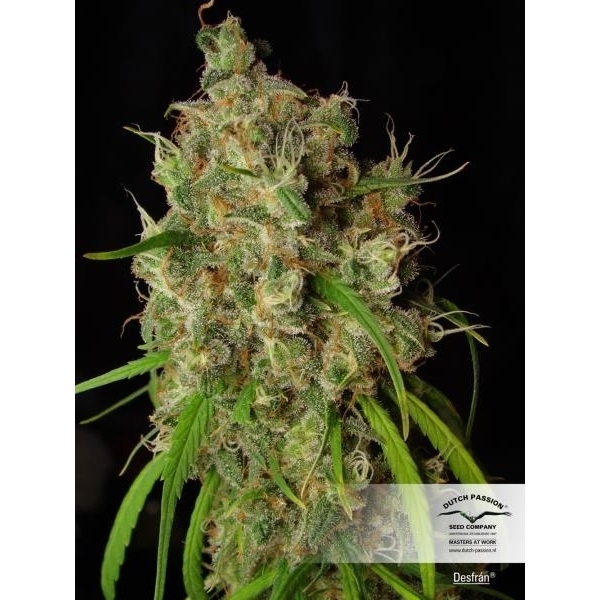 Desfrán (Dutch Passion) feminisiert