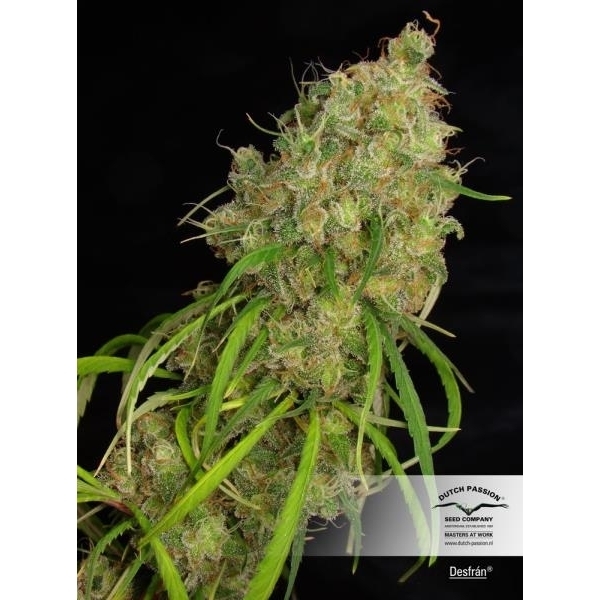 Desfrán (Dutch Passion) feminisiert