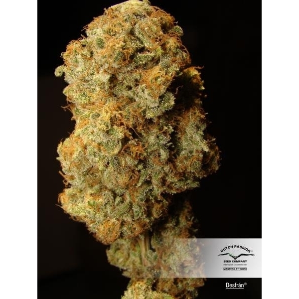 Desfrán (Dutch Passion) feminisiert