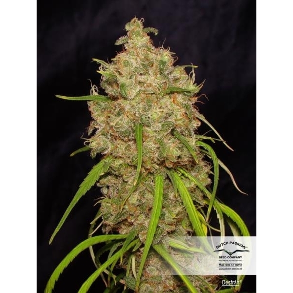 Desfrán (Dutch Passion) feminisiert