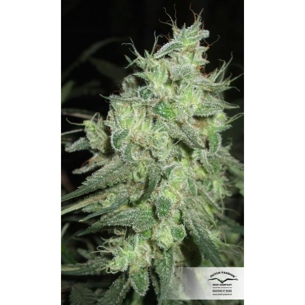 Desfrán (Dutch Passion) feminisiert