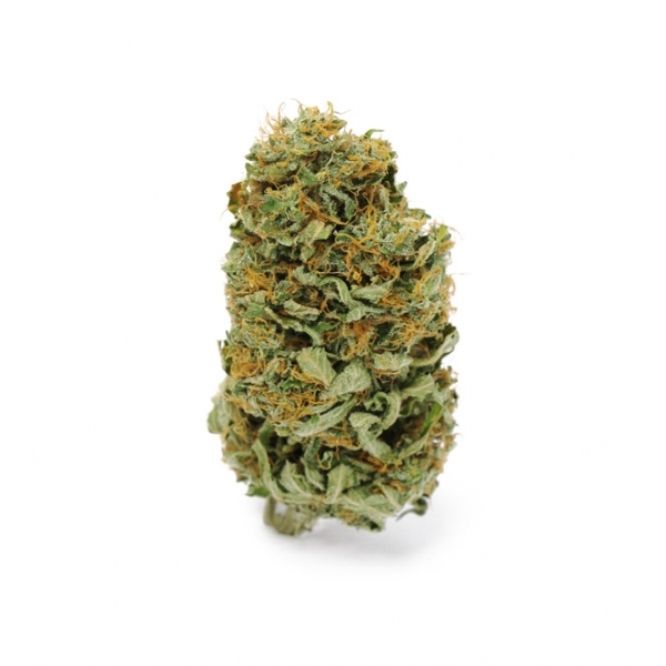 Amnesia Haze (Zamnesia Seeds) feminisiert