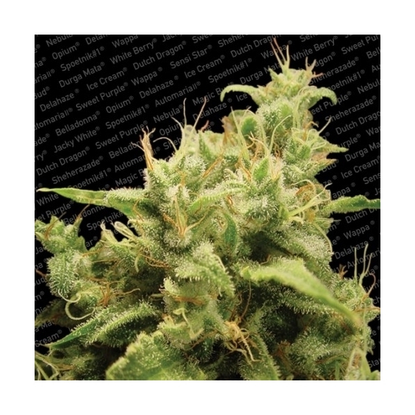 Opium (Paradise Seeds) feminisiert