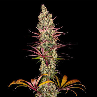 Blue Dream (Zamnesia Seeds) feminisiert