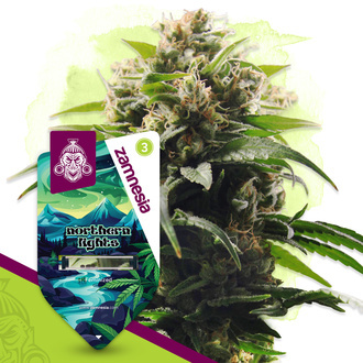 Northern Lights (Zamnesia Seeds) feminisiert