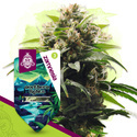 Northern Lights (Zamnesia Seeds) feminisiert