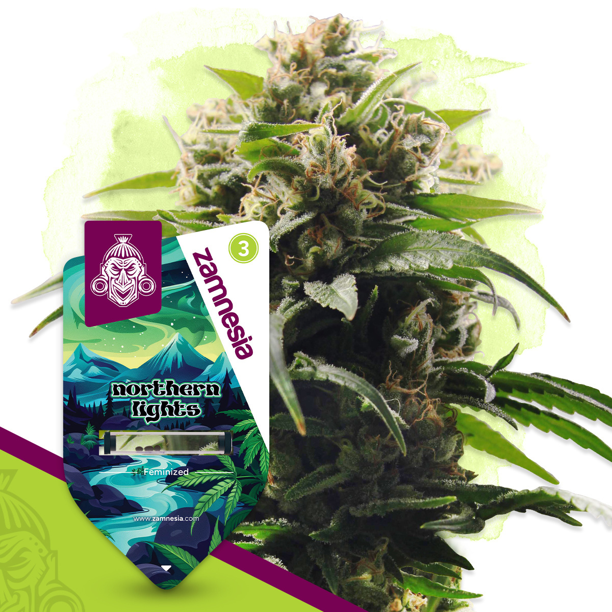 Northern Lights XL Feminisiert (Zambeza Seeds)